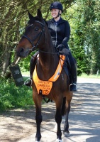 Safety Camera In Use Horse Bib